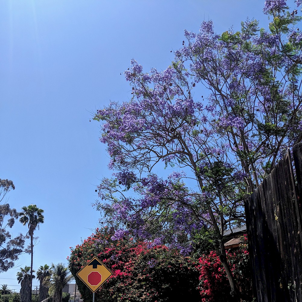 stop sign with an up arrow pointing at a jacaranda tree, against a blue sky