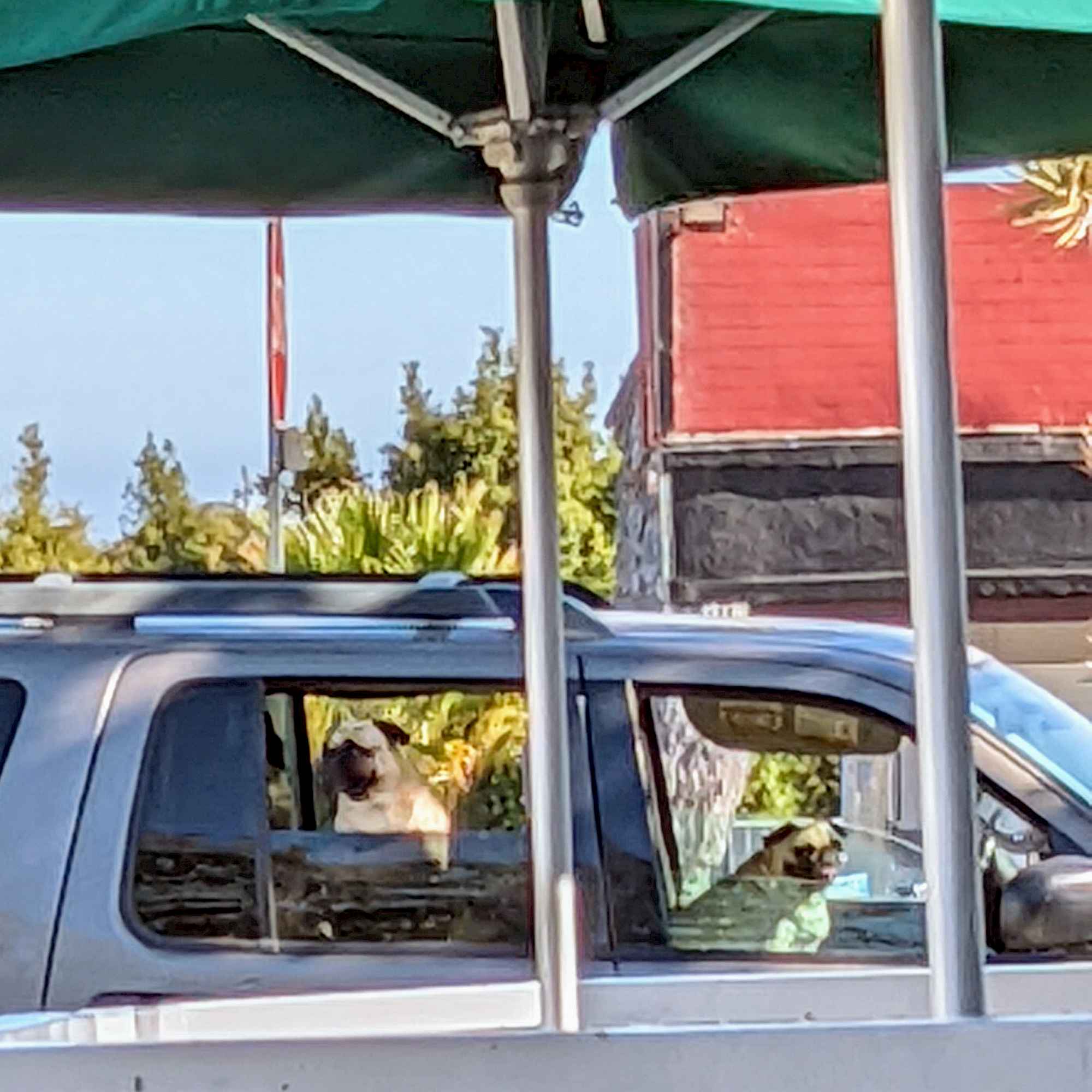 two pug dogs sitting in a car, one in the driver's seat, parked beside a Starbucks