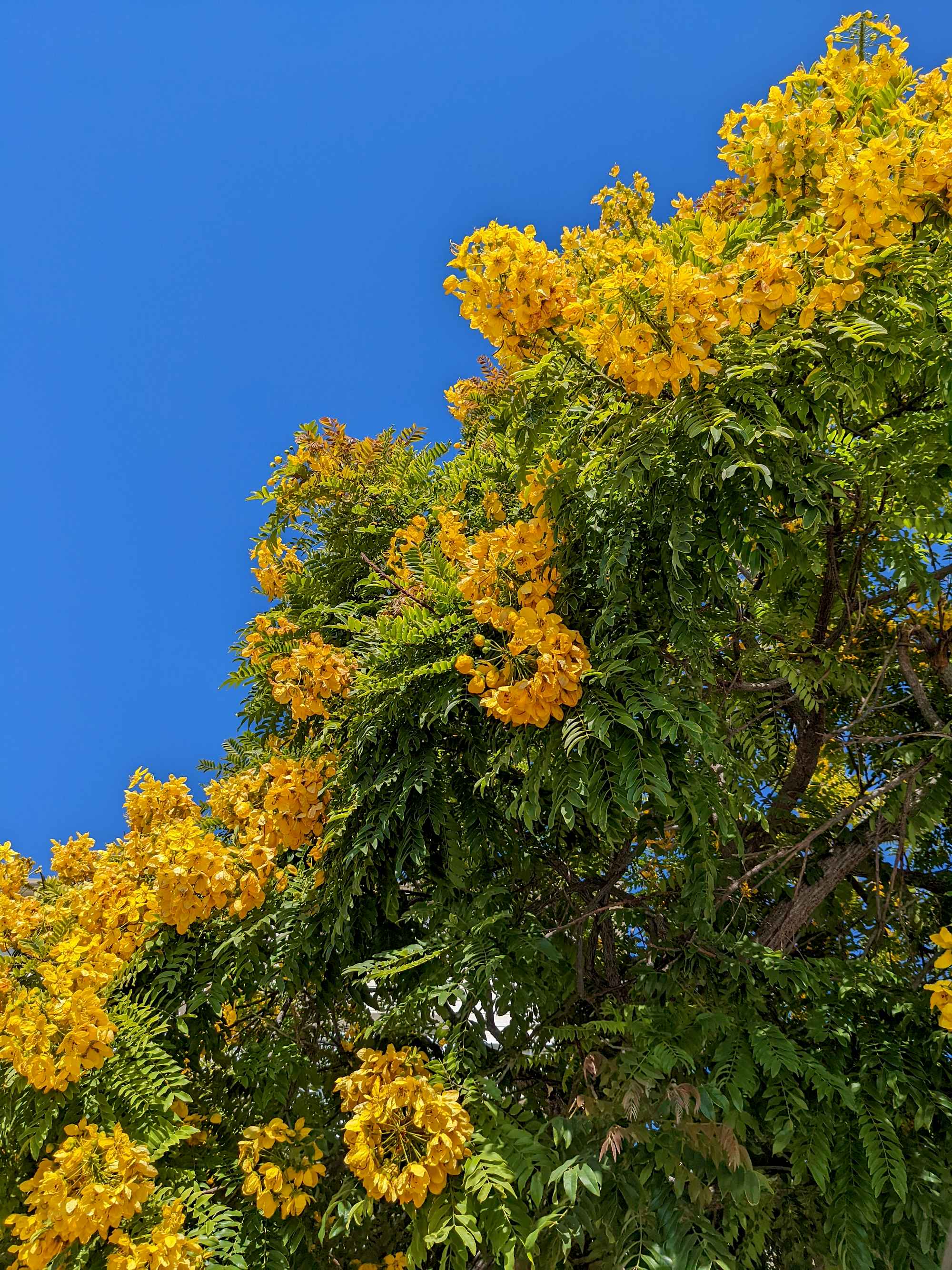 looking up at a tree with bright yellow blooms and green leaves, contrasted against a bright blue sky