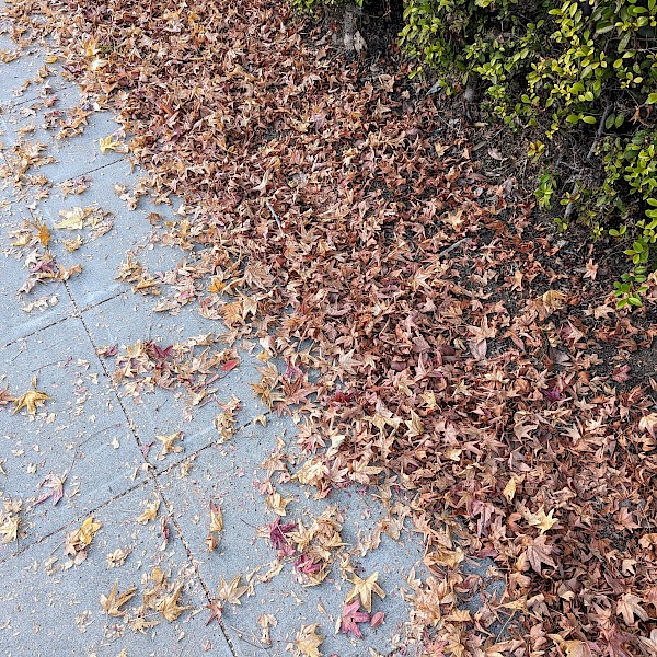 Fall leaves on the sidewalk with a bit of a green bush visible in the top right corner