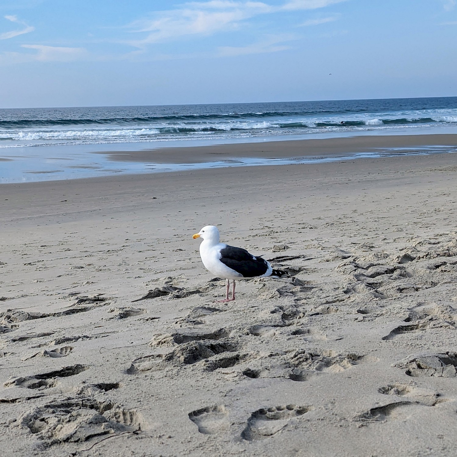 A lone seagull chilling on the beach